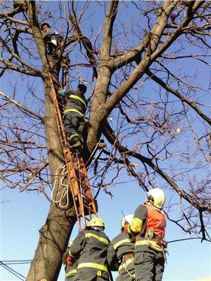北京男子修房顶被大风刮到15米高树上-北京男