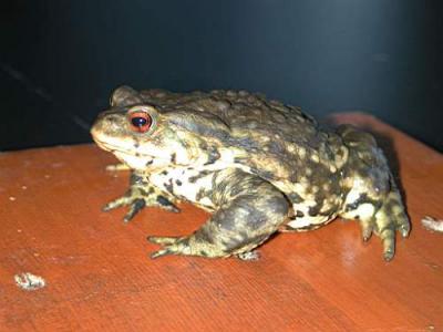 恐怖!美国青年竟舔癞蛤蟆皮替代吸毒-吸毒