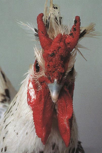 鸡也可以很“潮”