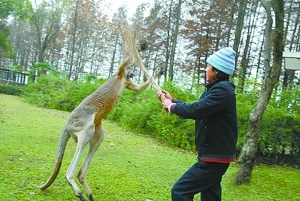 武汉动物园上演人与袋鼠"搏击"大战