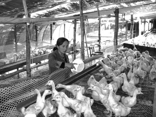 呼伦贝尔:阿荣旗举全旗之力打造东北鹅都-阿