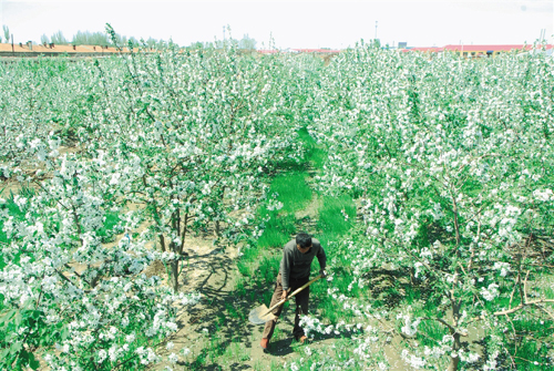 种植猕猴桃几年挂果_果树未挂果前收入来源