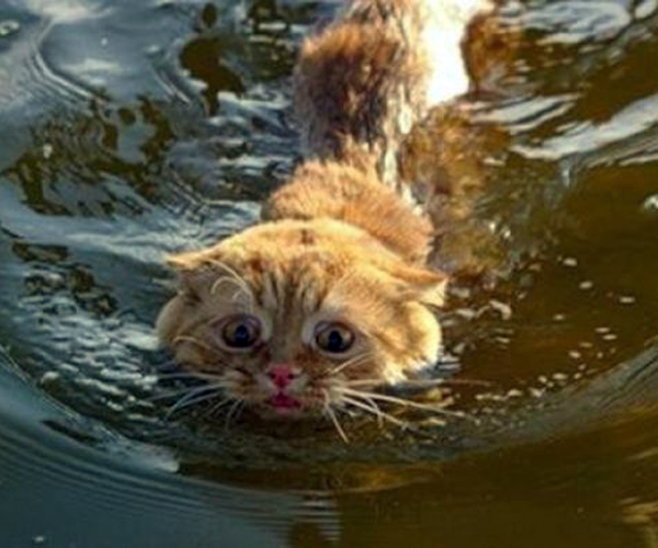 爆笑可爱的"落汤猫"