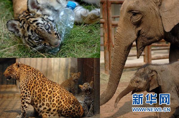 快来认养只老虎过虎年
