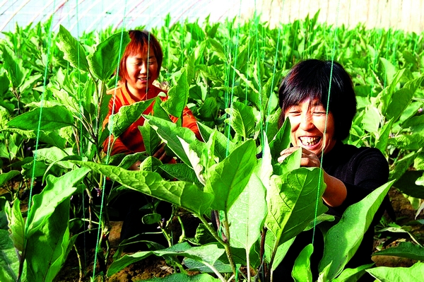 蔬菜装箱 11月17日,包头市土右旗西老藏村的温室内,鲜蔬满架。 与传统的温室相比,这里的240多亩、80栋温室冬天不需要生火加热。这种温室是当地从山东寿光引进的第五代温室机建厚墙体节能型日光温室。其后墙底座宽5米,顶部宽2.5米,高4.3米。厚厚的墙体白天吸收充足的太阳热量,到了晚上墙内的热量会释放到棚内,冬季室温比传统温室高,可以种植黄瓜、茄子、西红柿等果类蔬菜。因为冬天不用加热供暖,省了人工和费用。每年8月种菜、11月开始上市,到来年6月休棚。每栋温室蔬菜年纯收入在4.