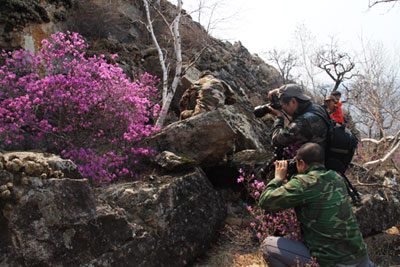 杜鹃花开引客来
