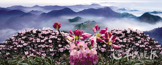 古人有“人间美西施,花中唯杜鹃”的说法,堪称对杜鹃花最高的赞誉。