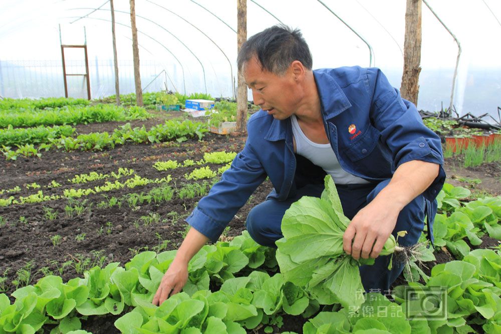 近日,呼伦贝尔农垦上库力分公司为了丰富职工的餐桌,吃上绿色、环保、低碳、无公害的健康蔬菜,他们在生产队建起了蔬菜大棚,虽然天气刚刚转暖,但大棚内的蔬菜已是郁郁葱葱,长势喜人。