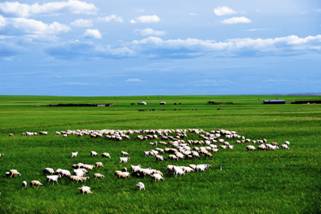 内蒙古羊牧场|供应内蒙天然牧场牛羊肉(内蒙古
