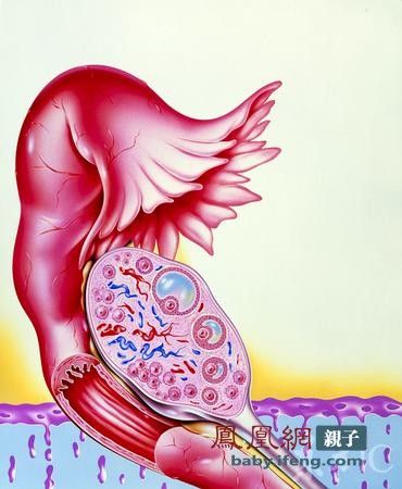 <em>卵子</em>到底长什么样?<em>女人</em>一生排<em>多少</em>个? - <em>卵子</em>-