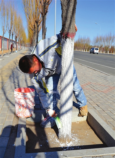 大树刷白漆防虫保暖