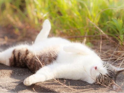 日本摄影师爱猫成痴 捕捉猫咪各种睡姿