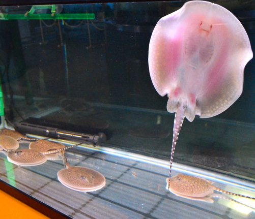 日本水族馆稀有珍珠魟产下8条幼鱼图