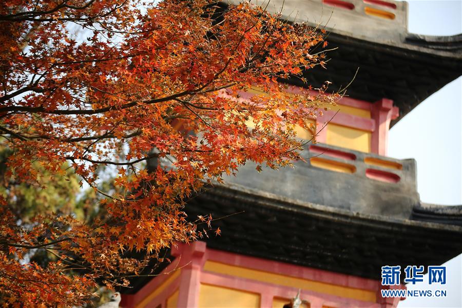 狼山枫叶随风舞 领略人间别样情(4)