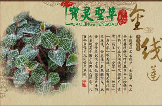 宝灵圣草金线莲:现代生物工程技术培育,品质卓