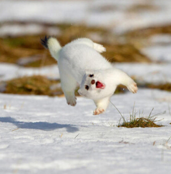 详解《疯狂动物城》里的18种动物! - 详解 疯狂