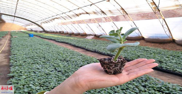 西瓜怎么育苗最有效 11530773_991618.jpg
