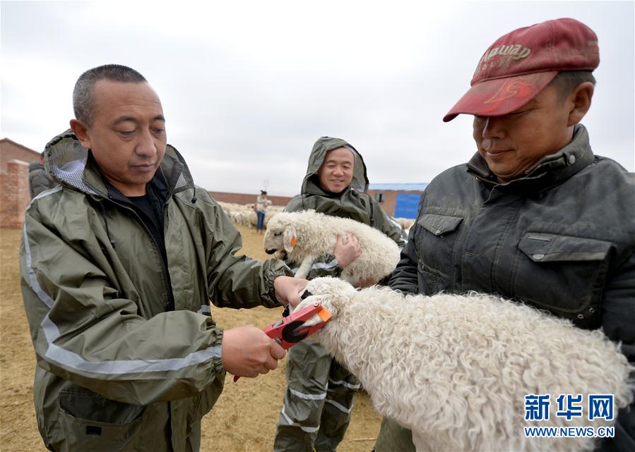 内蒙古优质牛羊肉走上越来越多国人的餐桌