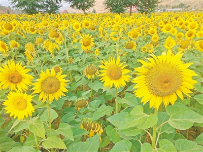向日葵花田
