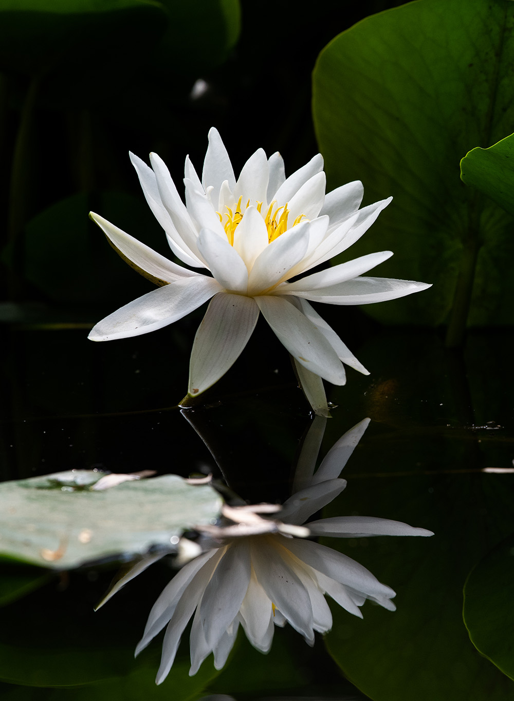 【表情】逢夏至 赏莲花