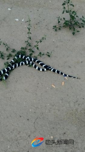 黑白王蛇来工地“蹓跶” 一圈把工人吓的够呛