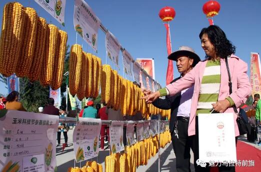 首届丰收节来啦,巴彦淖尔玩出新花样!