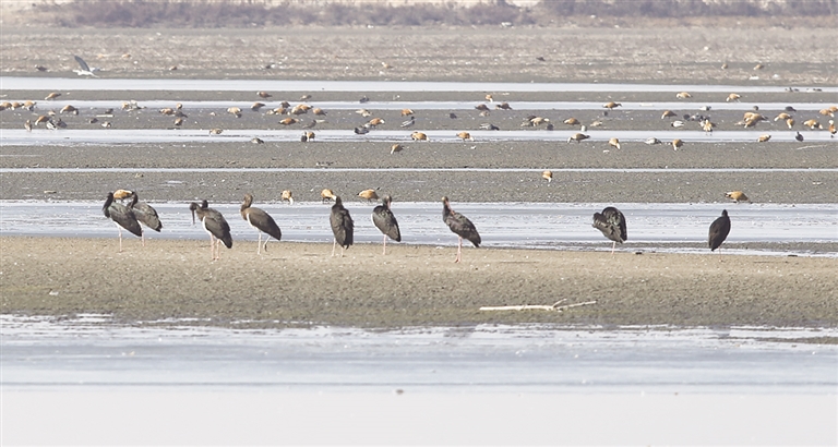 候鸟 驿站 -新闻中心-内蒙古新闻网