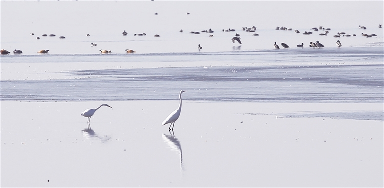 候鸟 驿站 -新闻中心-内蒙古新闻网
