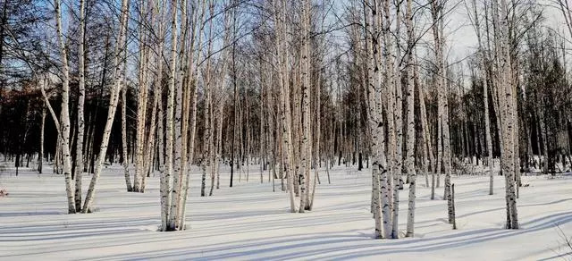 虽然叶子已经落尽,白桦的树干会在洁白的雪面上画出整齐的影子,像是在