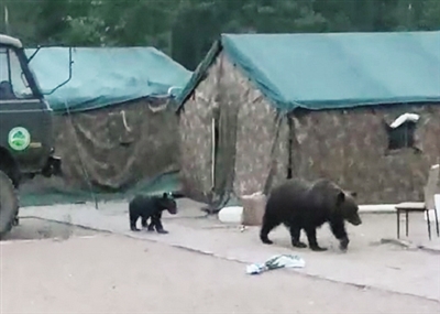 什么地方有黑熊出现 00300272320_208ee02e.jpg