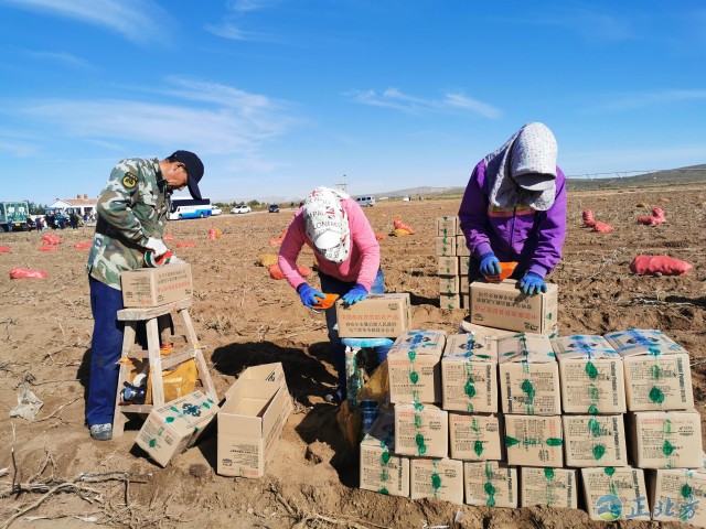 电商服务到地头 内蒙古50万斤土豆直销全国各地