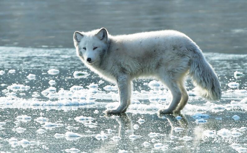 白狐狸怎么画 00300308708_1088d0d2.jpg