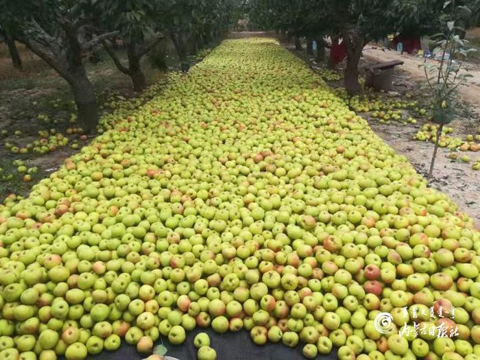 河套苹果梨.