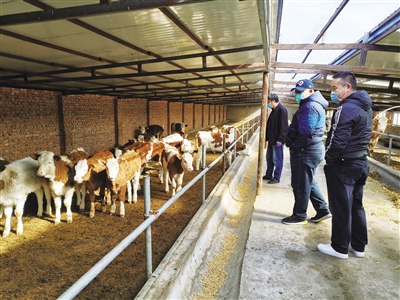 科右中旗种牛繁育基地.包慧慧摄