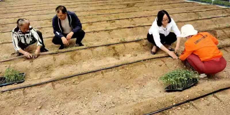 黑马人工计划下载_村里来了技术人员 黑马人工计划下载_村里来了技术人员