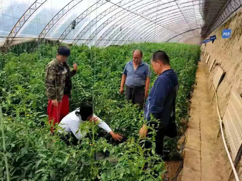 黑马人工计划下载_村里来了技术人员 黑马人工计划下载_村里来了技术人员