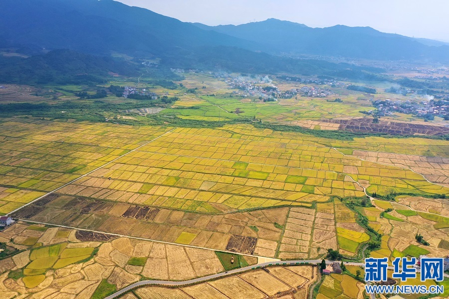 图为江西省萍乡市莲花县高洲乡高滩村的稻田景色(无人机拍摄.