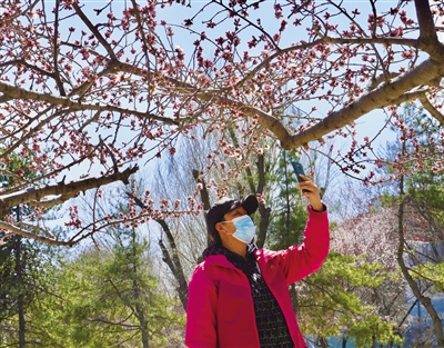 开绽放的桃花蜜蜂来市民拍摄盛开的桃花近日,呼和浩特市公主府公园