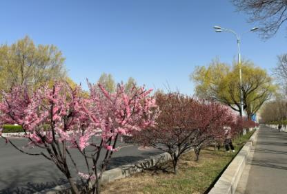 呼和浩特：一片片花海邀你赴浪漫约定