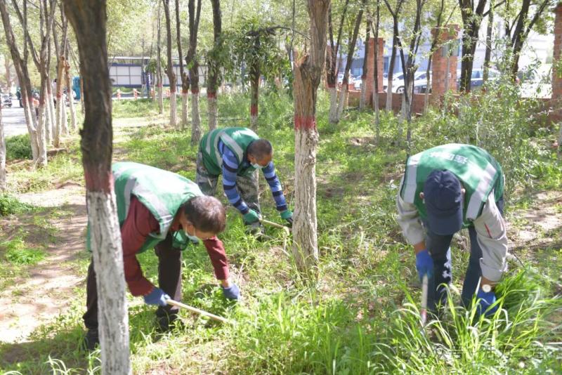 二连浩特市园林绿化中心再行动：清除蒿草 阻止过敏源kaiyun登陆入口开云(图2)