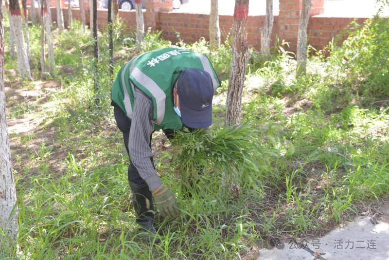 二连浩特市园林绿化中心再行动：清除蒿草 阻止过敏源kaiyun登陆入口开云(图3)