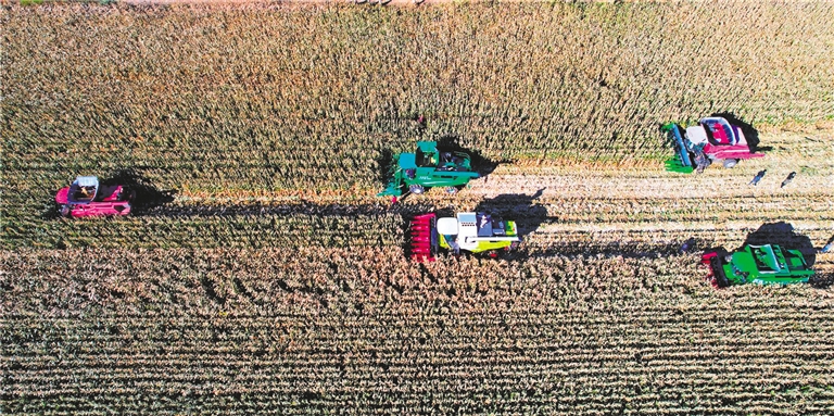 通辽1981万亩玉米收获忙