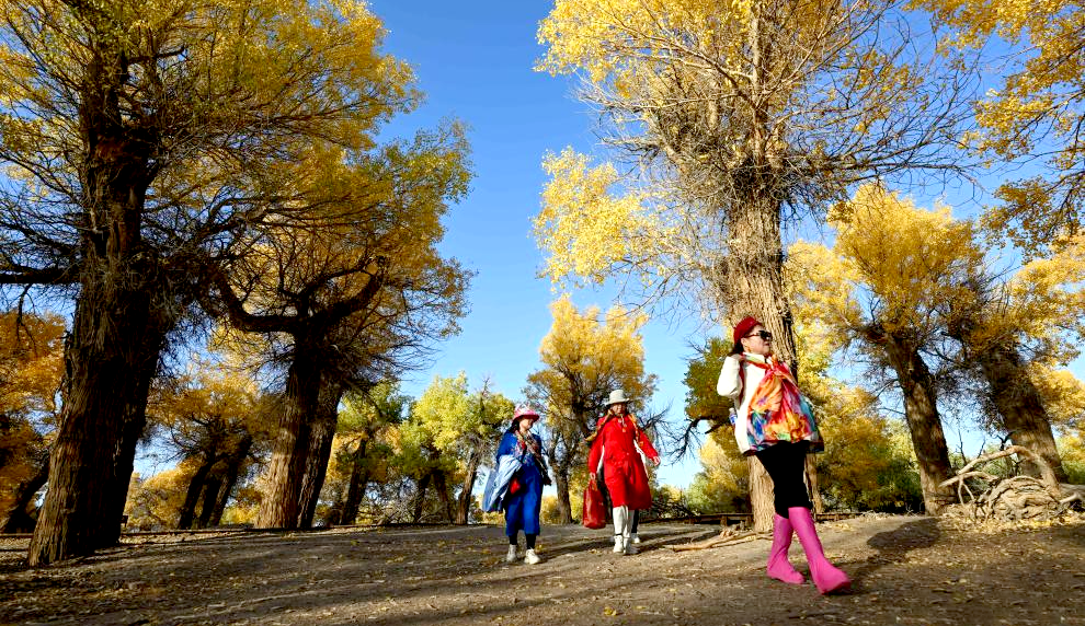 大漠胡杨醉游人