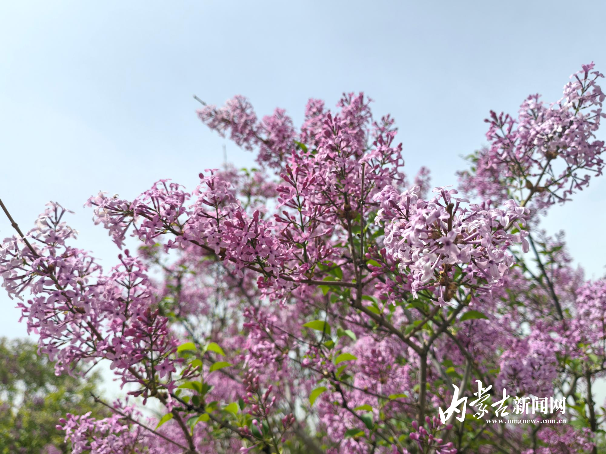 花开正好 IMG_20250512_101559.jpg
