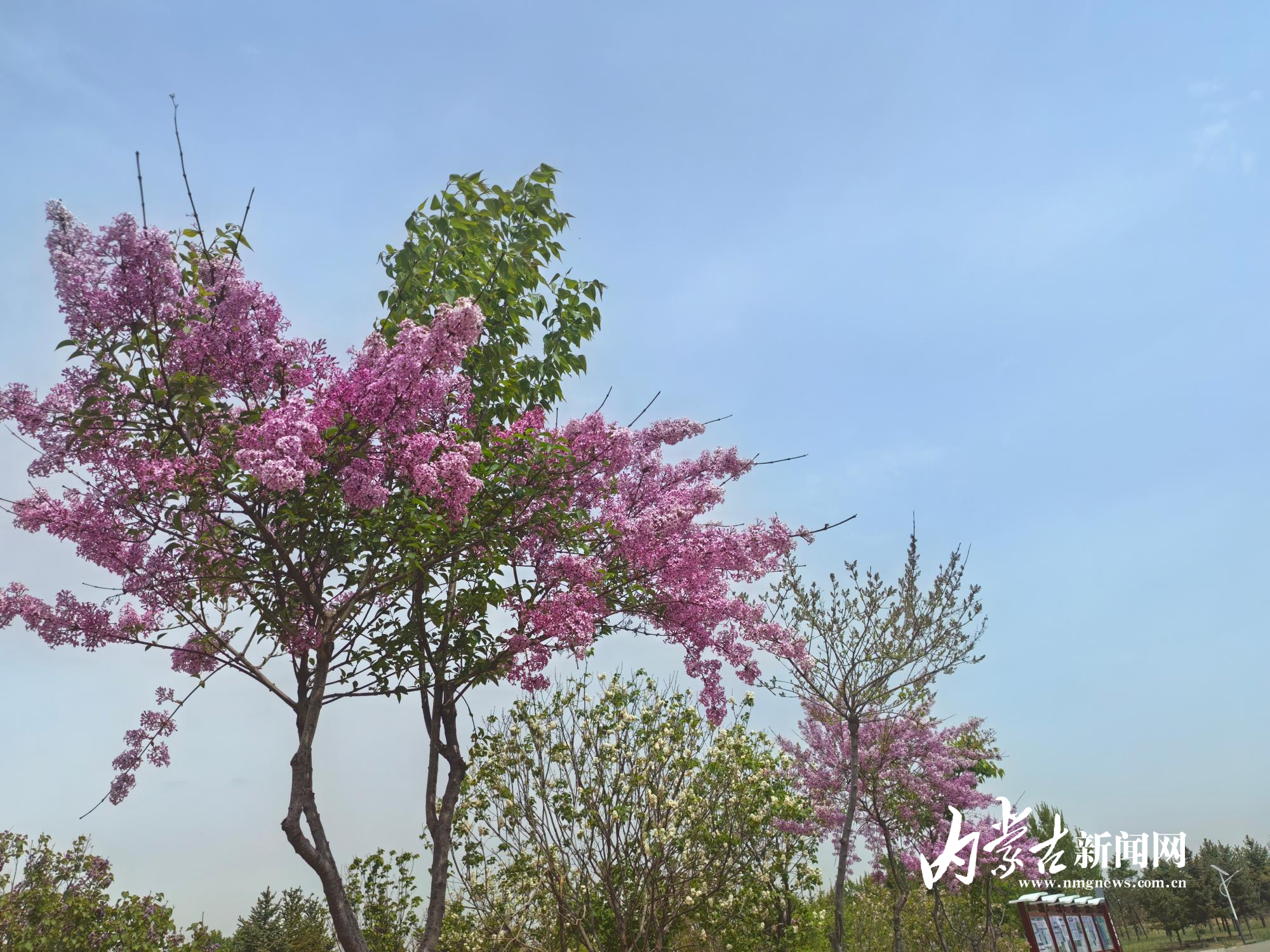 花序较长的丁香是园内特色 IMG_20250512_103654.jpg