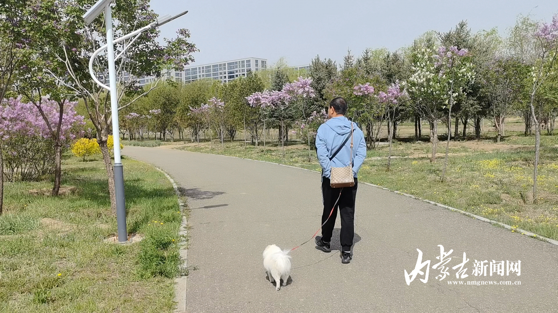 市民徜徉花海 Videoframe_20250513_173658_com.huawei.himovie.local.jpg