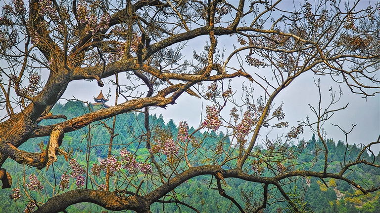古树生花