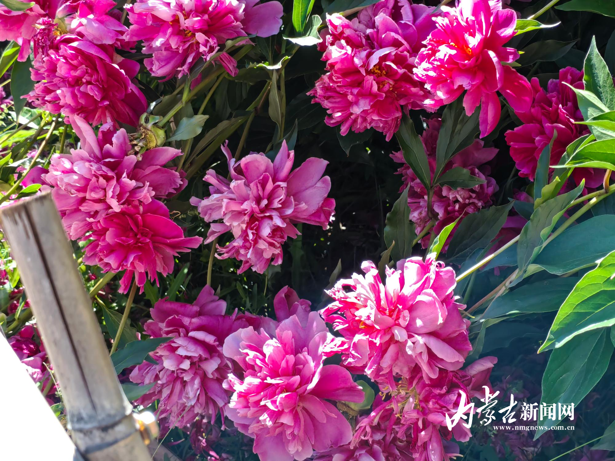 花开正盛 IMG_20250603_160117.jpg