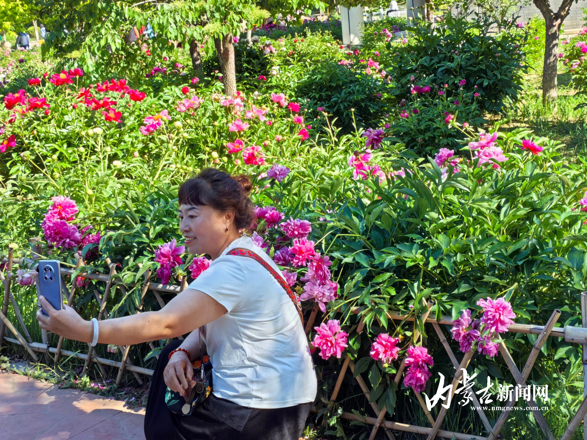 花面交相映 IMG_20250603_160048_1.jpg