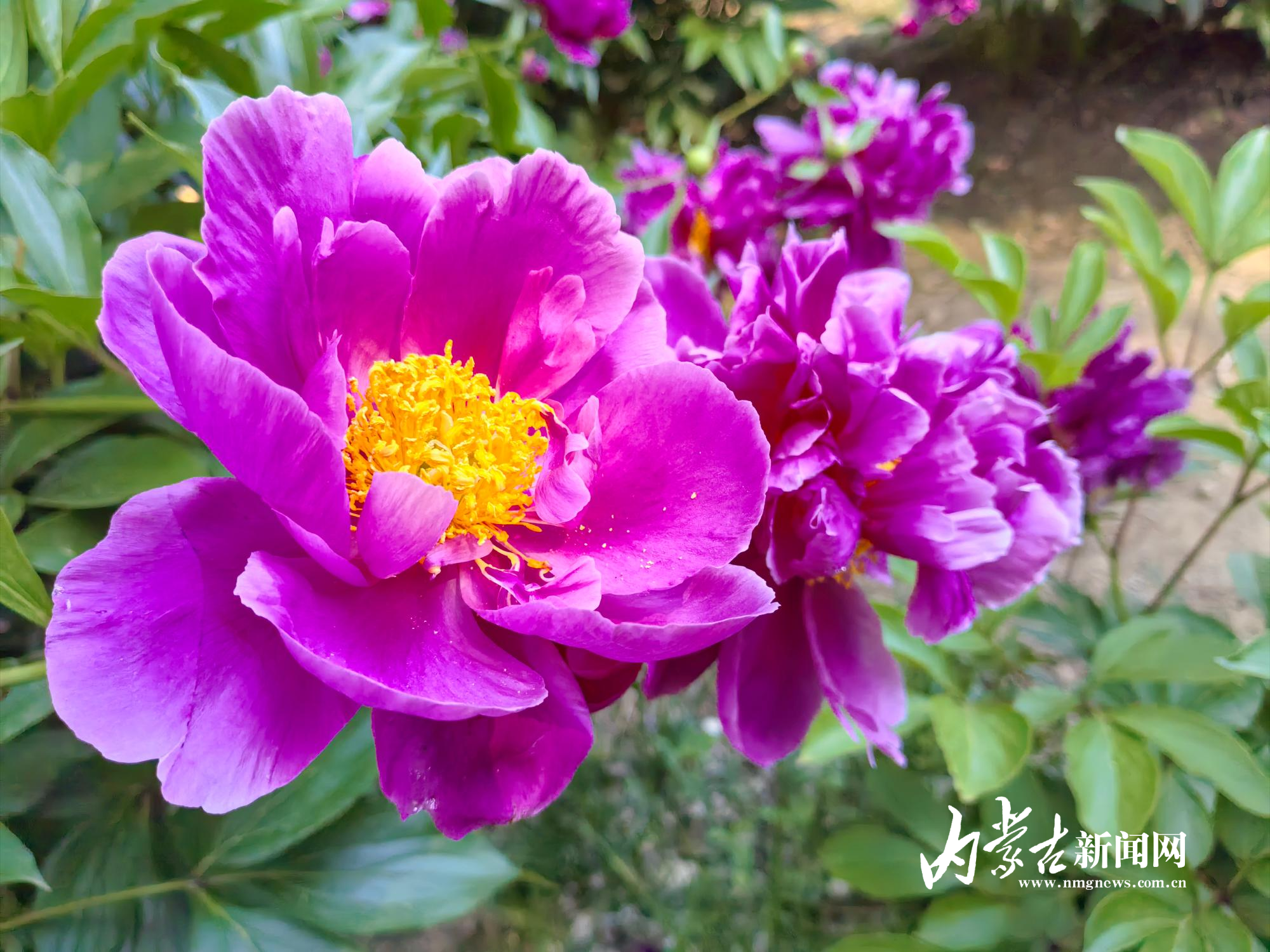 花开正艳 IMG_20250603_160248.jpg